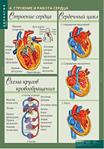 Строение и работа сердца. 