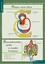 Связь кровообращения и лимфообращения. 