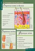 Строение и функции кожи. 