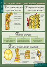 Строение и типы костей. 
