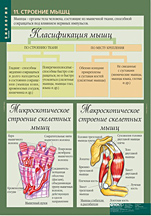 Строение мышц. 