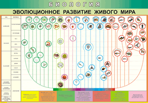 Эволюционное развитие живого мира