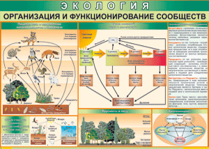 Организация и функционирование сообществ