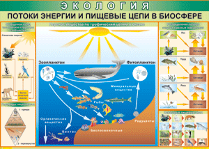 Потоки энергиии и пищевые 
