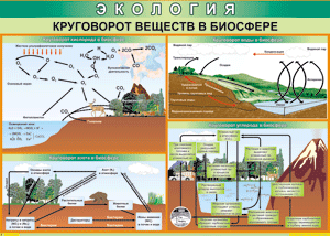 Круговорот веществ в биосфере